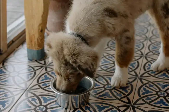 A healthy dog eating freeze-dried food from a bowl