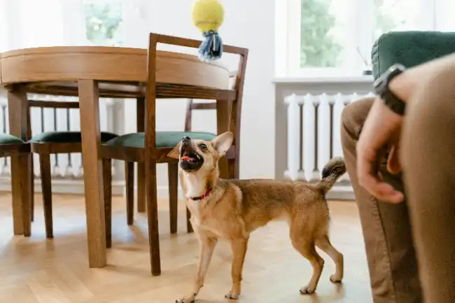 Dog playing with his toy to reduce anxiety