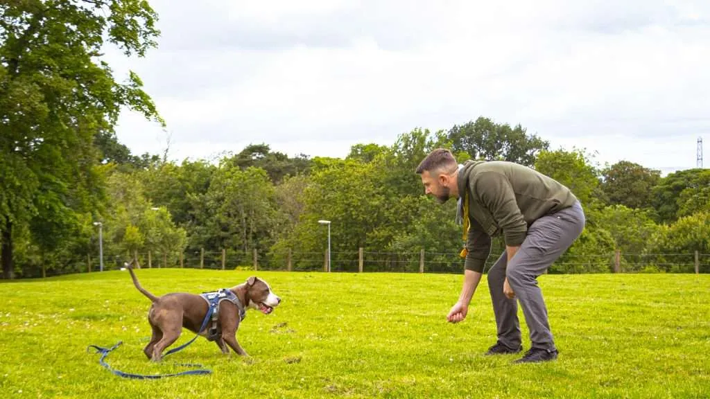 The man trained his pet dog in the green field